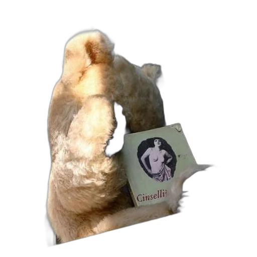 animal, jacket, creature, hat transparent PNG cut-out