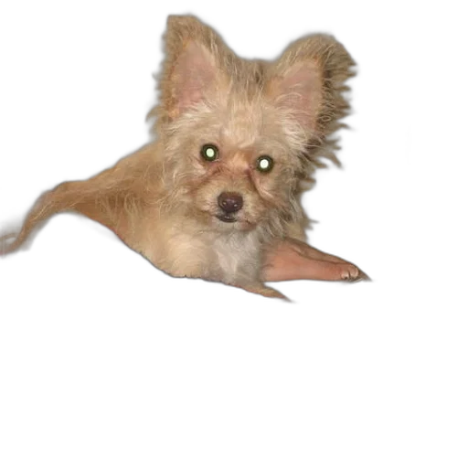 animal, creature, staff, umbrella transparent PNG cut-out