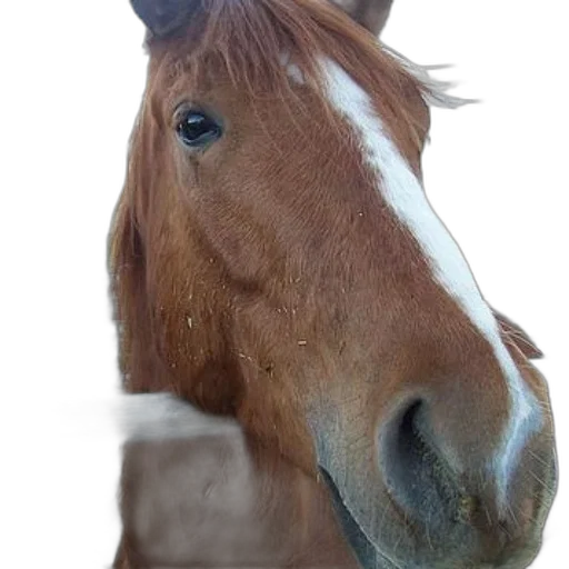 animal, face, staff, hat transparent PNG cut-out