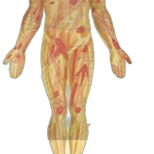 concept art, 3d render, anatomical, chart transparent PNG cut-out