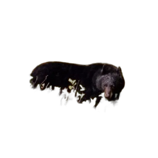 animal, creature, hair, staff transparent PNG cut-out