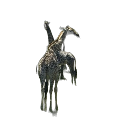animal, jewelry, staff, dragon transparent PNG cut-out