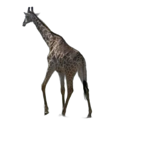 animal, creature, staff, crown transparent PNG cut-out