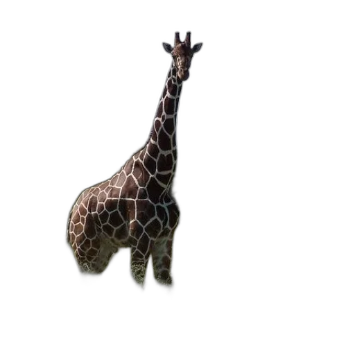 animal, creature, hat, staff transparent PNG cut-out