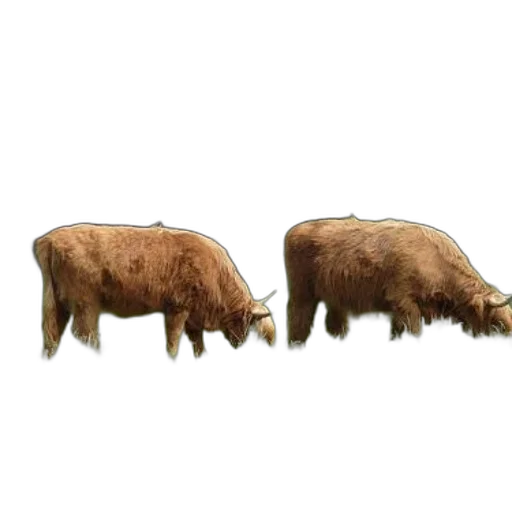 animal, furniture, hair, food transparent PNG cut-out
