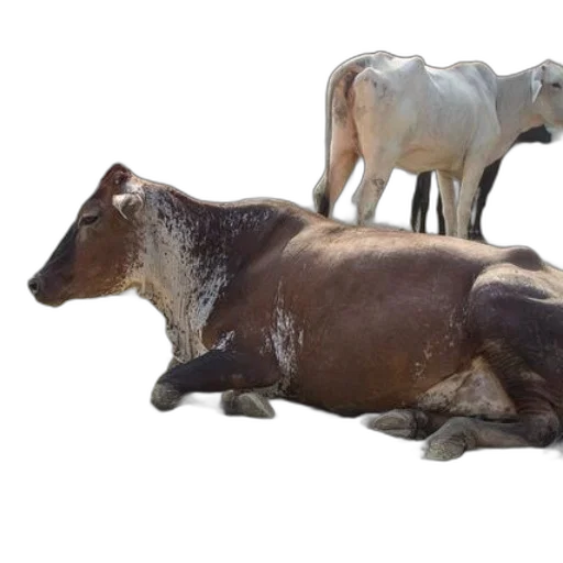 animal, creature, furniture, food transparent PNG cut-out