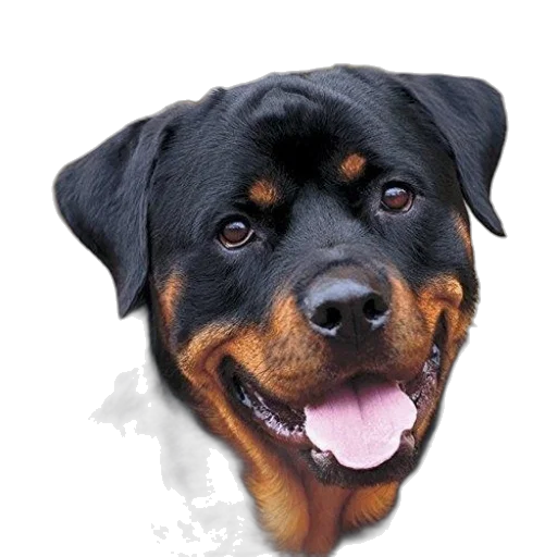 animal, face, staff, creature transparent PNG cut-out