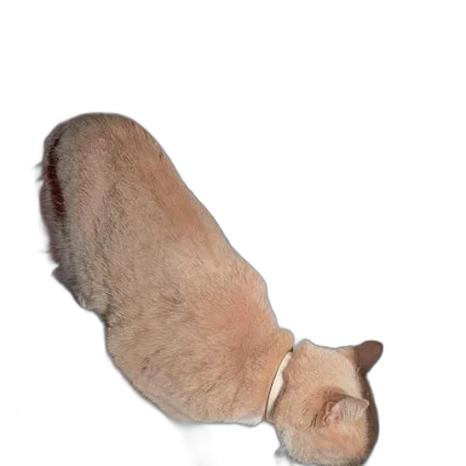 animal, creature, staff, hair transparent PNG cut-out