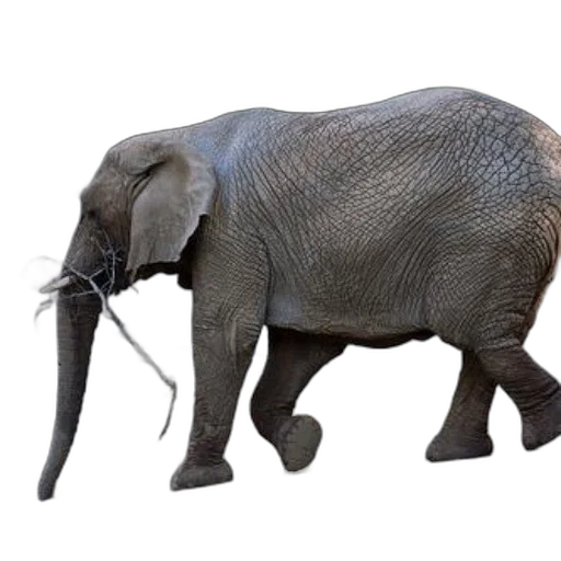animal, creature, staff, weapon transparent PNG cut-out
