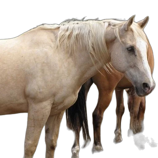 animal, hair, creature, jewelry transparent PNG cut-out