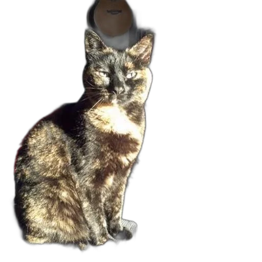 animal, staff, jewelry, creature transparent PNG cut-out