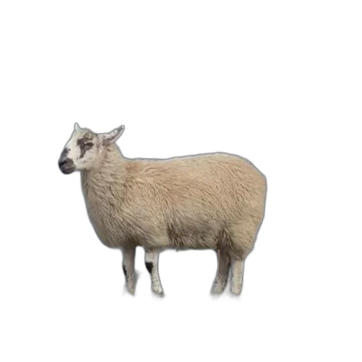 animal, creature, weapon, food transparent PNG cut-out