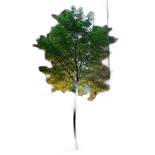 tree, umbrella, staff, crown transparent PNG cut-out