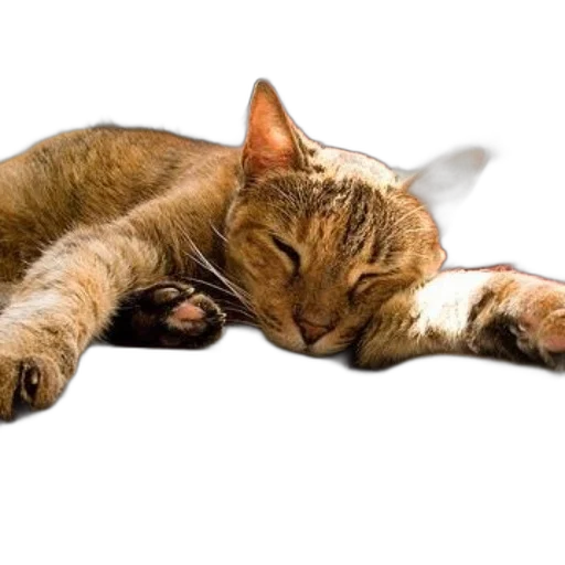animal, staff, photorealistic, cozy transparent PNG cut-out