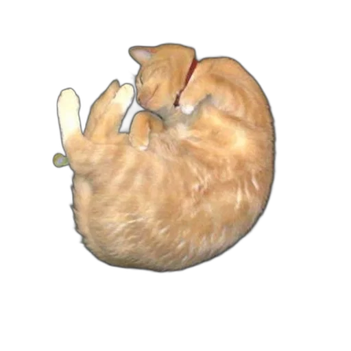 animal, food, weapon, creature transparent PNG cut-out