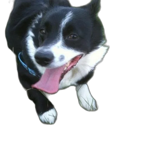 animal, staff, creature, face transparent PNG cut-out