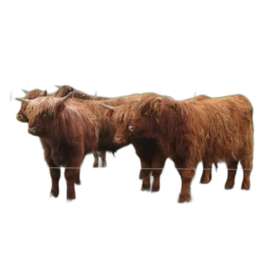 animal, furniture, three, brown transparent PNG cut-out