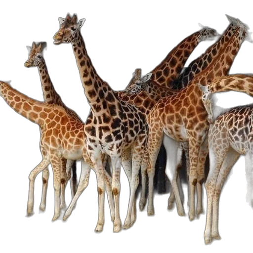 animal, creature, furniture, umbrella transparent PNG cut-out