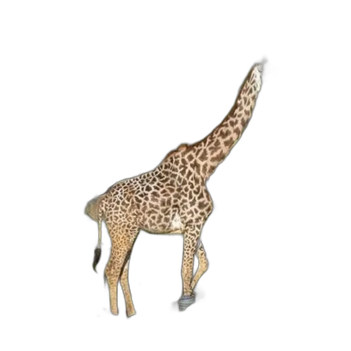 animal, creature, jewelry, furniture transparent PNG cut-out
