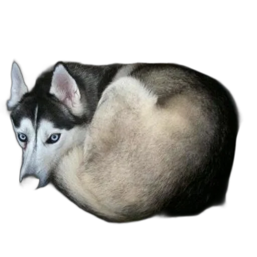 animal, creature, face, staff transparent PNG cut-out