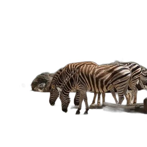 animal, jewelry, furniture, creature transparent PNG cut-out