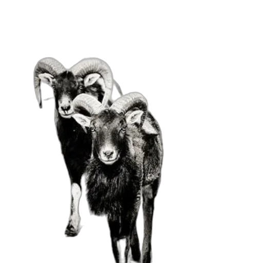 animal, jewelry, creature, staff transparent PNG cut-out