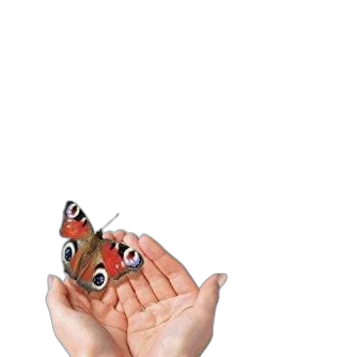 creature, animal, mask, face transparent PNG cut-out