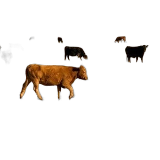 animal, food, concept art, photorealistic transparent PNG cut-out