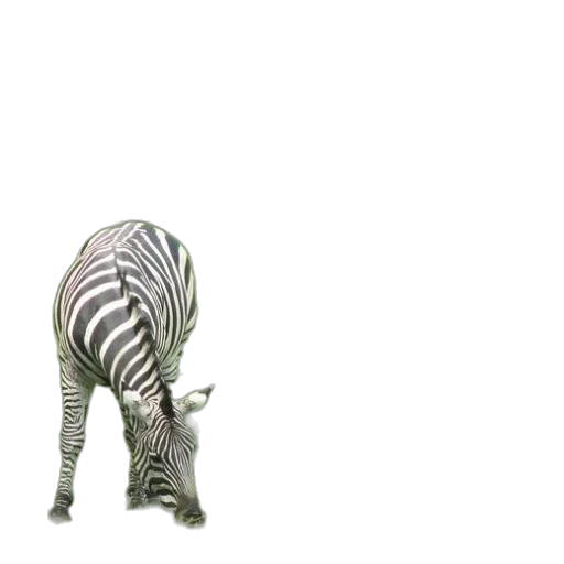 animal, creature, staff, furniture transparent PNG cut-out