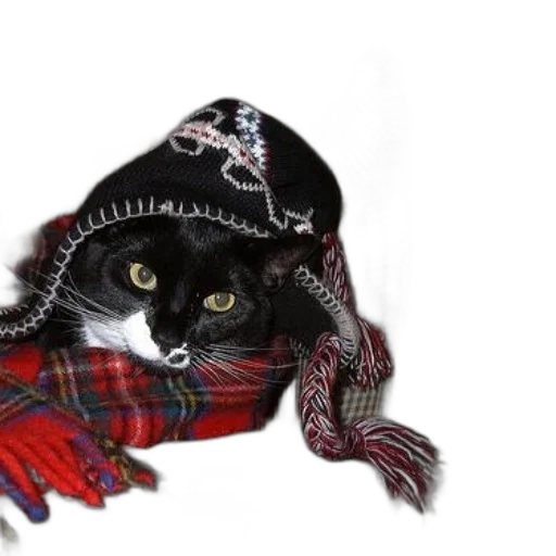 hat, animal, jacket, dress transparent PNG cut-out