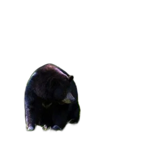 animal, mask, creature, hat transparent PNG cut-out
