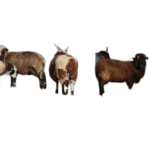 animal, furniture, photorealistic, three transparent PNG cut-out