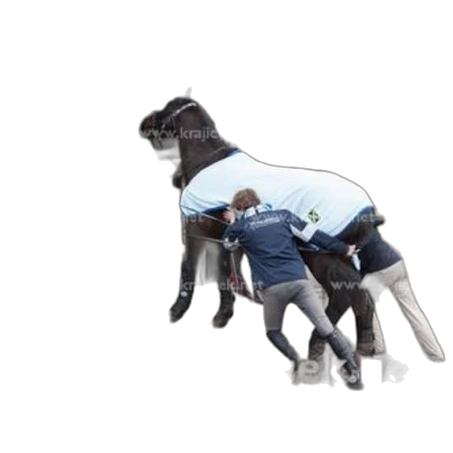 animal, jacket, staff, robot transparent PNG cut-out