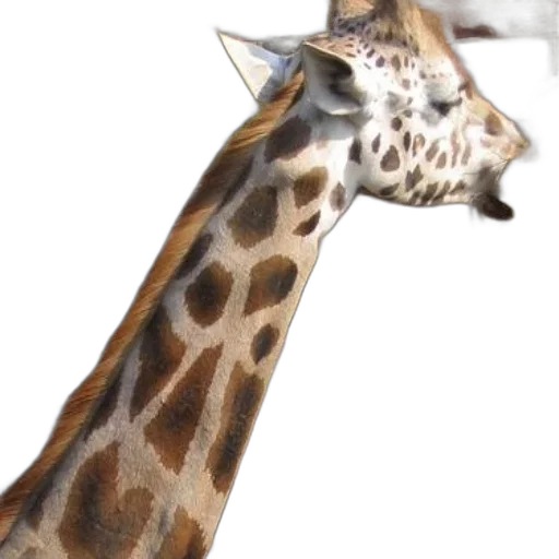 animal, staff, creature, umbrella transparent PNG cut-out