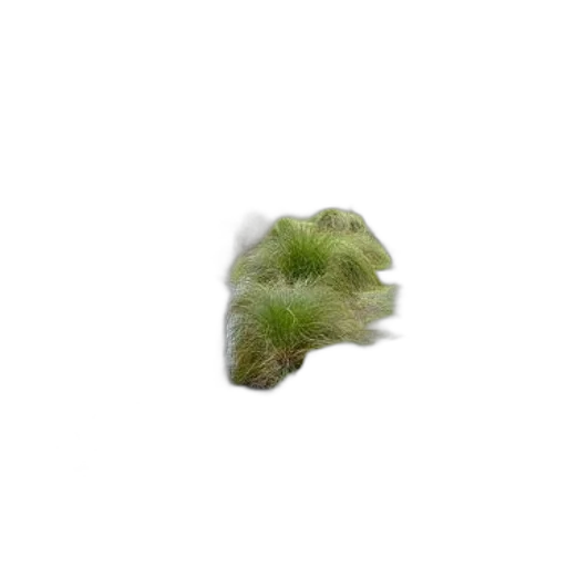hair, tree, creature, animal transparent PNG cut-out