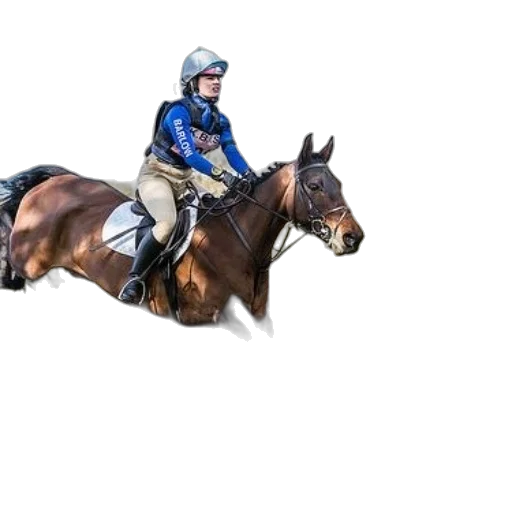 animal, photorealistic, rider, blue transparent PNG cut-out