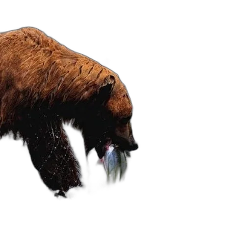 animal, creature, food, weapon transparent PNG cut-out