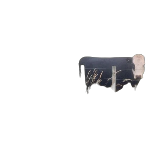 furniture, animal, food, weapon transparent PNG cut-out
