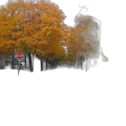 tree, car, umbrella, crown transparent PNG cut-out