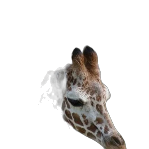 animal, creature, mask, face transparent PNG cut-out