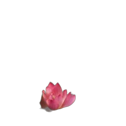 flower, jewelry, crown, food transparent PNG cut-out