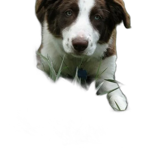 staff, animal, creature, face transparent PNG cut-out