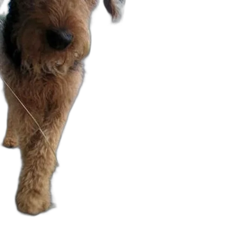 animal, creature, hair, staff transparent PNG cut-out