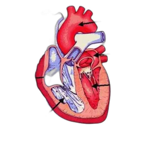 pixel art, anatomical, diagram, human transparent PNG cut-out