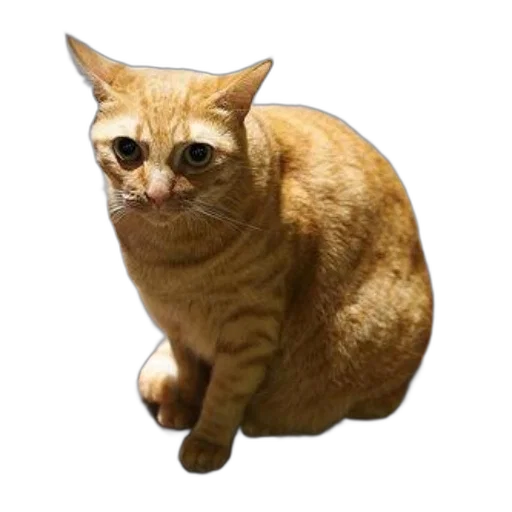 animal, creature, staff, robot transparent PNG cut-out