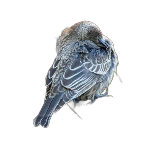 animal, staff, face, crown transparent PNG cut-out