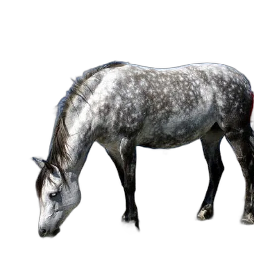 animal, creature, dragon, photorealistic transparent PNG cut-out