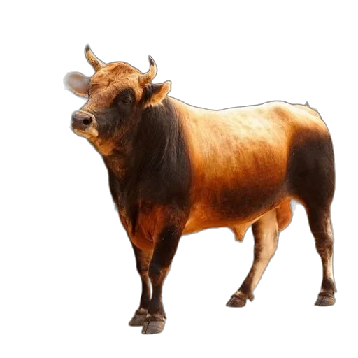 animal, creature, food, crown transparent PNG cut-out