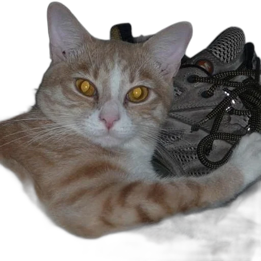 shoes, animal, creature, hat transparent PNG cut-out