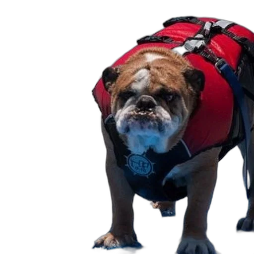 jacket, animal, creature, bulldog transparent PNG cut-out